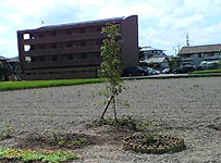 シンボルツリー“トネリコ”を植える。